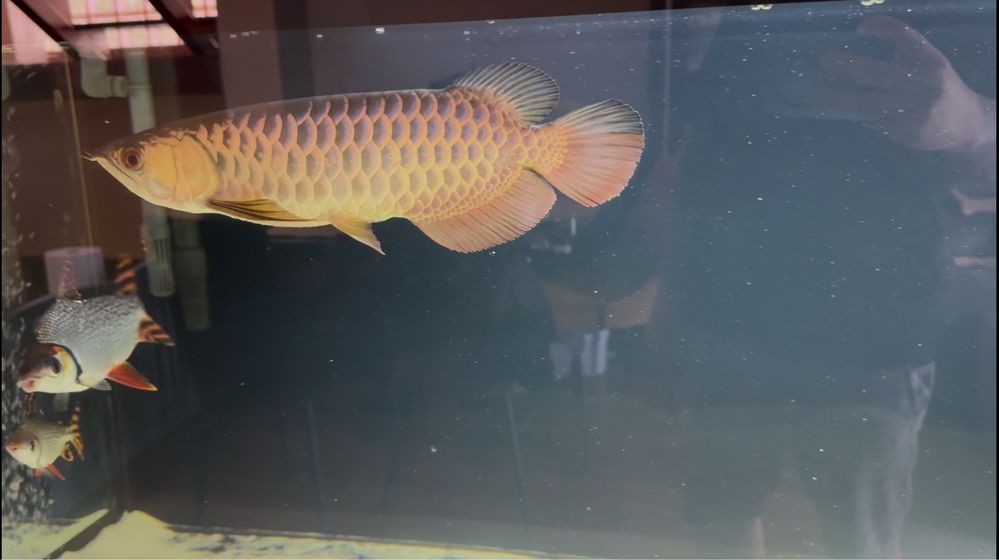 Arowana golden head crossback