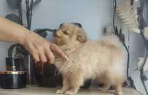 Szpic miniaturowy pomeranian