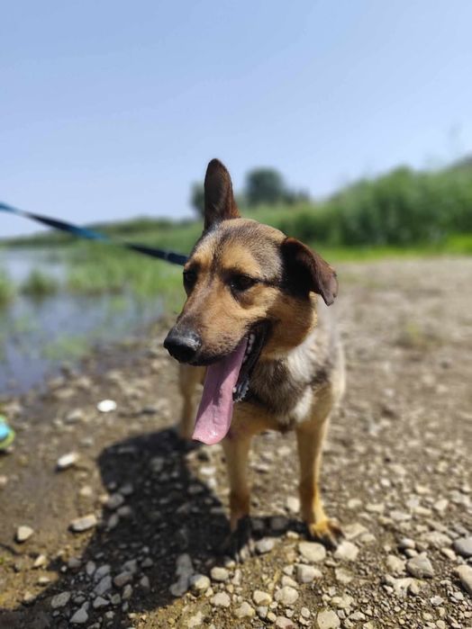 Cudowny Tango szuka domu!