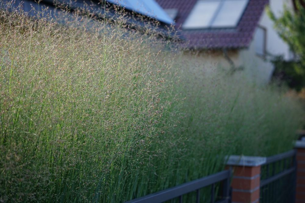 Proso rózgowate 'Hanse Herms' (Panicum virgatum)