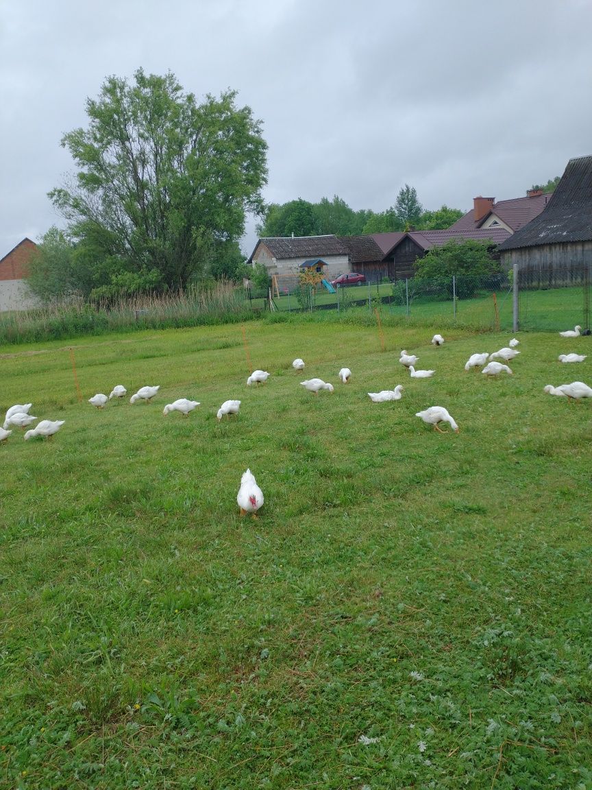 Sprzedam Gąski odchowane