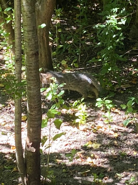 Котики у гарні руки