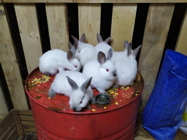 Продам кролики ціна договірна