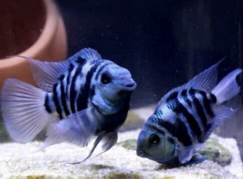 Папуга блакитний тигр рибки акваріумні