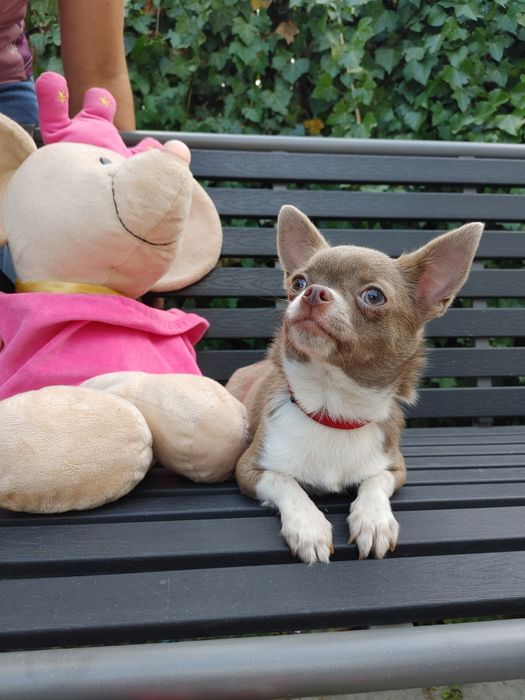 Piękna Chihuahua krótkowłosa liliowa