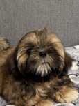 Piesek Nico shih tzu Zkwp