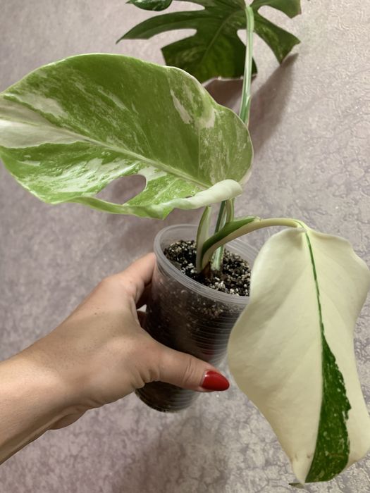 Продам монстеру Альба