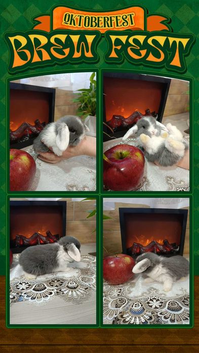 Mini Lopy baranki królik karzełek .Hodowla zarejestrowana KZHK