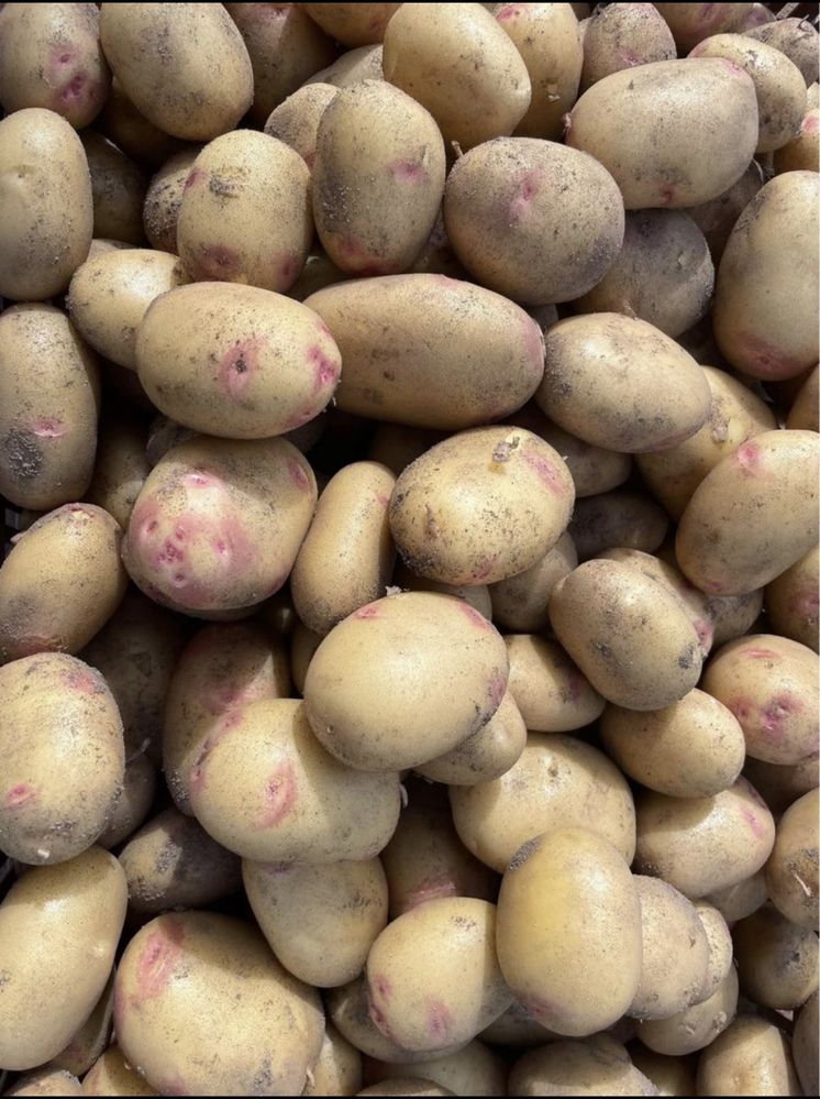 Batata nova biologica entre outros legumes