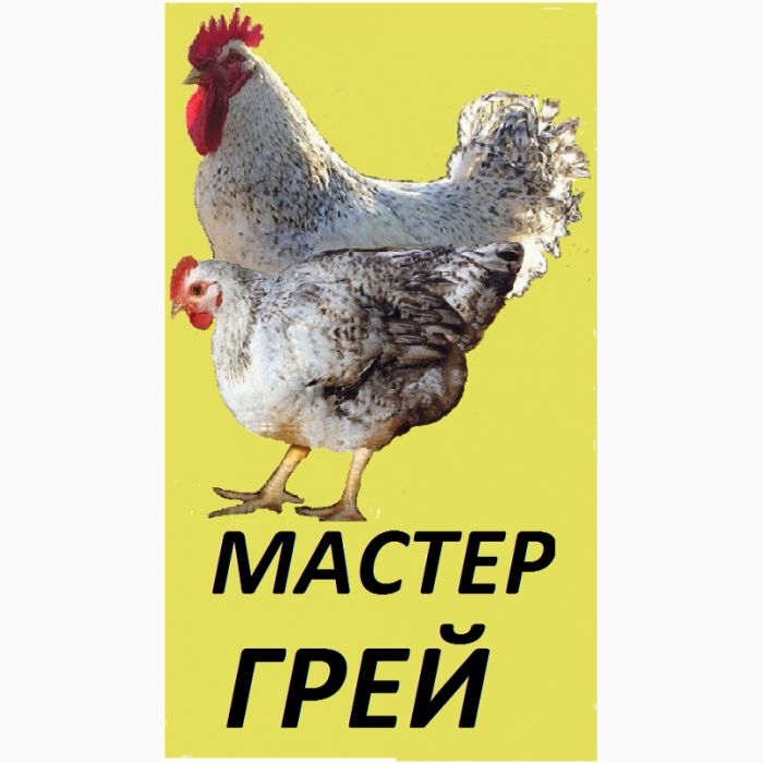 Яйцо для инкубации мясо-яичной породы Мастер Грей.Сезон 2025