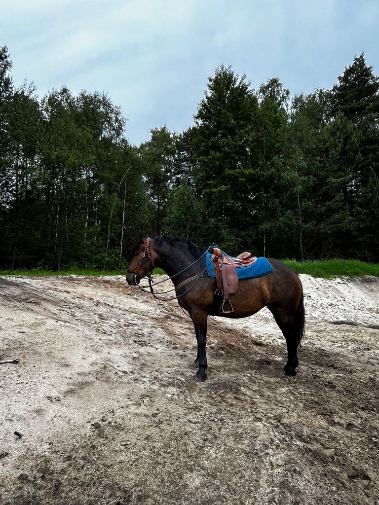 Sprzedam Klacz 
typ pogrubiany idealny koń dla osoby pocz