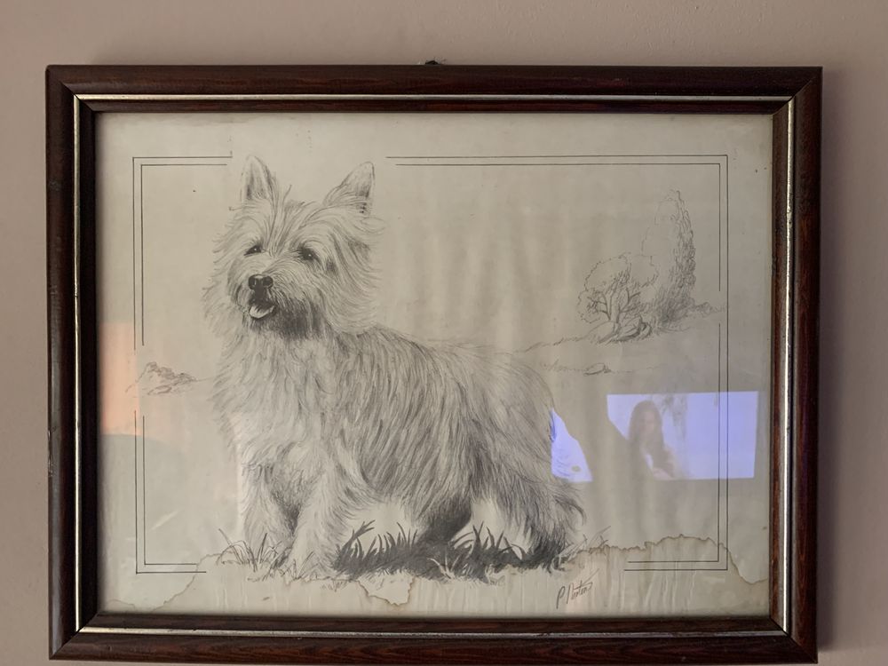 szkic ołówkiem pies terier szkocki w ramie za szkłem