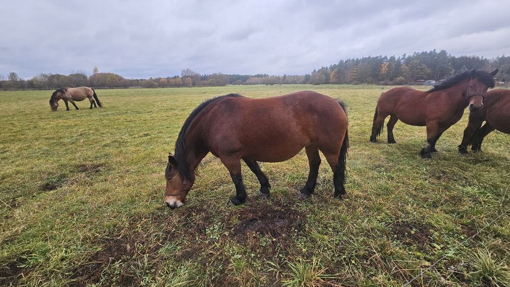 Sprzedam 3 klacze zimnokrwiste
