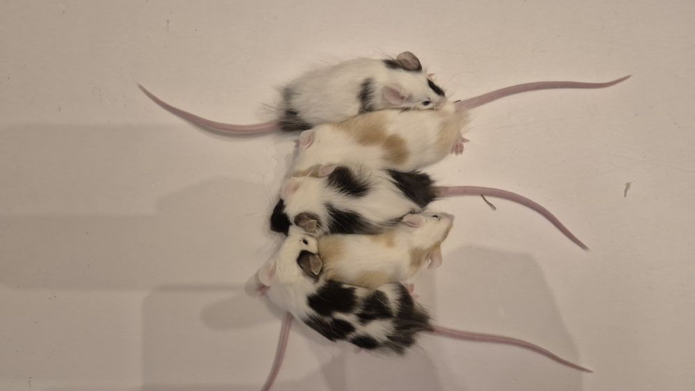 Oddam myszy domowe samce