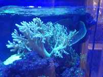 Sinularia Green Fluo koralowiec