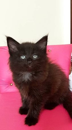 Kotek  Maine coon kuwetkowy zaczipowany kocurek  czarny piękny