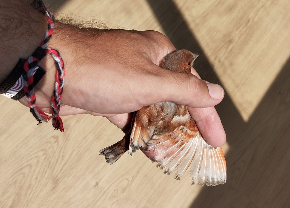 Híbridos/Mestiços de Cardinalito em mutação jaspe