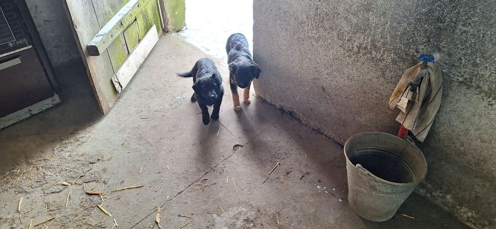 Do oddania dwie male suczki