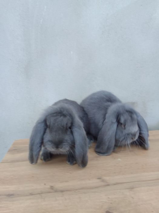 Sprzedam samce baran francuski niebieski