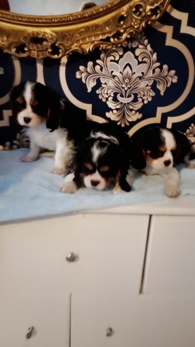 Cavalier King Charles Spaniel pies