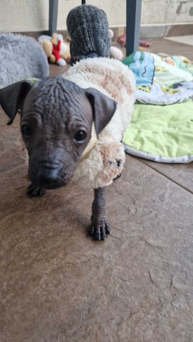 Nagi Pies Meksykański XOLO MINI piesek samczyk