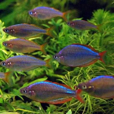 Tęczanka neonowa - Melanotaenia praecox - dowóz, wysyłka