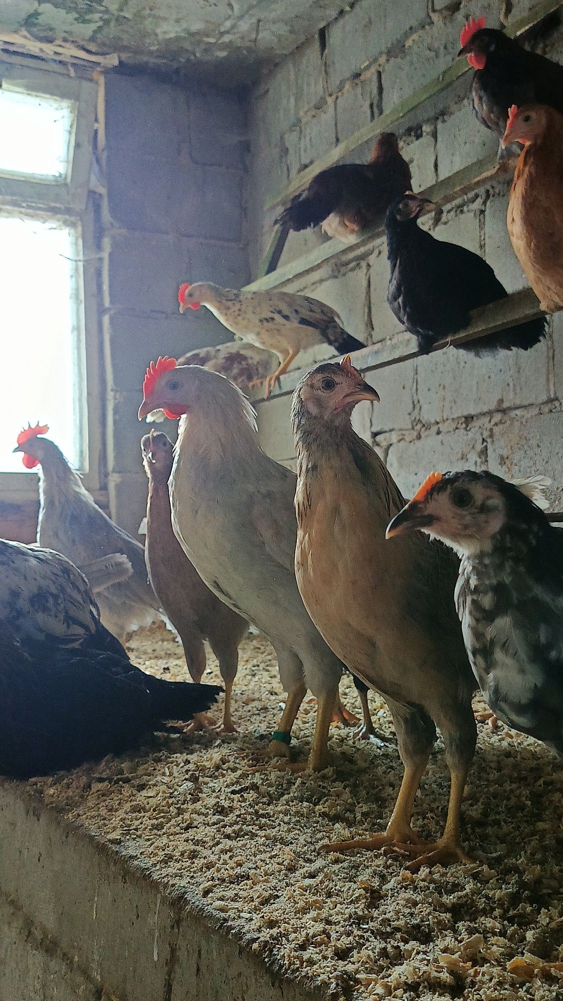 Kurczęta Włoszka