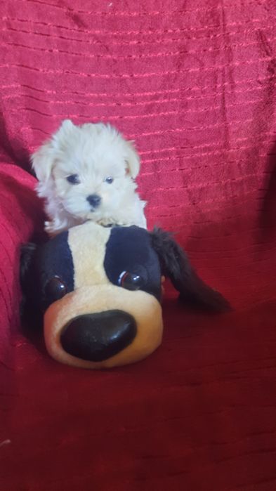 Śliczna suczka maltańczyk