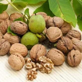 Саженцы грецкого ореха