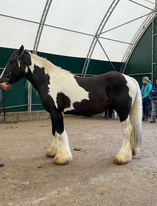 Ogier tinker stanówka