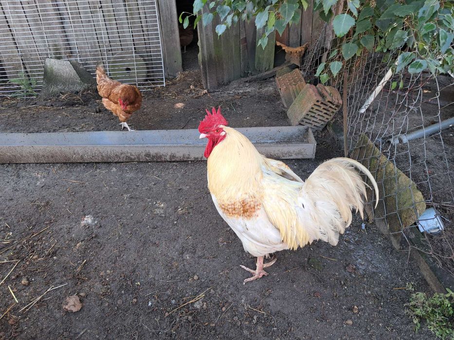 Jaja lęgowe kur niosek dark green shell dominant wyandotte marans