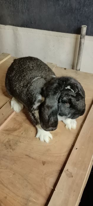 Króliki baran francuski samiec i 3 samice