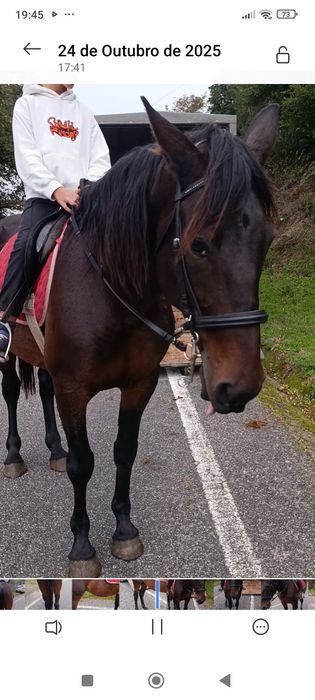 Cavalo a toda a prova