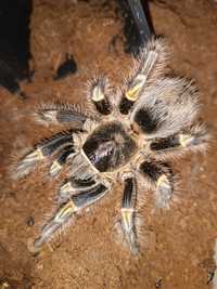 Паук Grammostola aureostriata огромная красивая самка