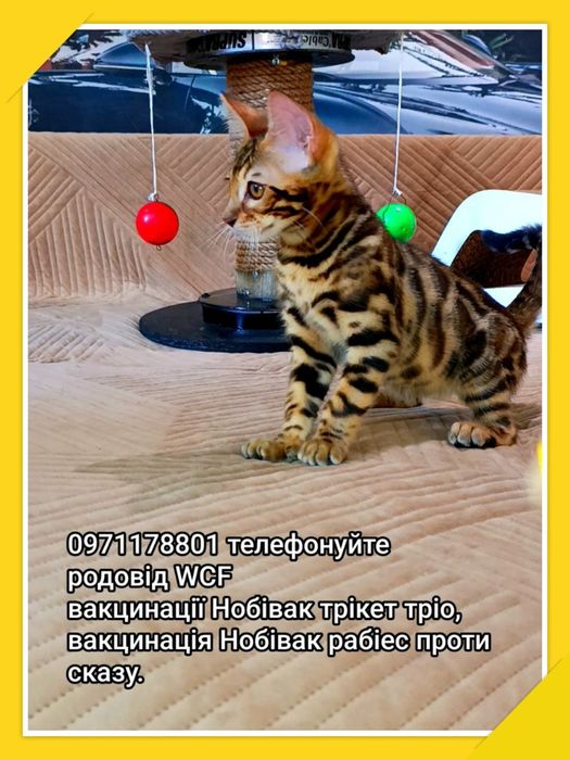 Малюки мають реєстрацію в міжнародному клубі WCF, бенгали-леопардики