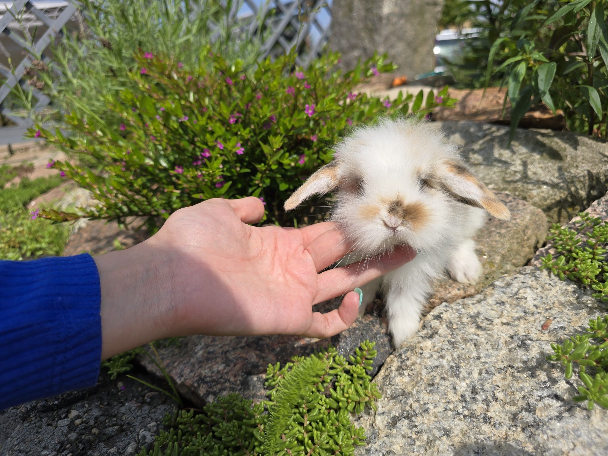 Królik króliczek mini lop tricolor baranek miniaturka