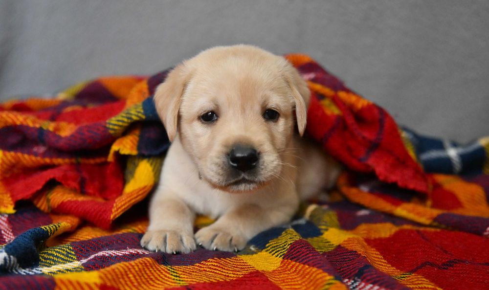 Labrador Retriever  (FCI) -biszkoptowy