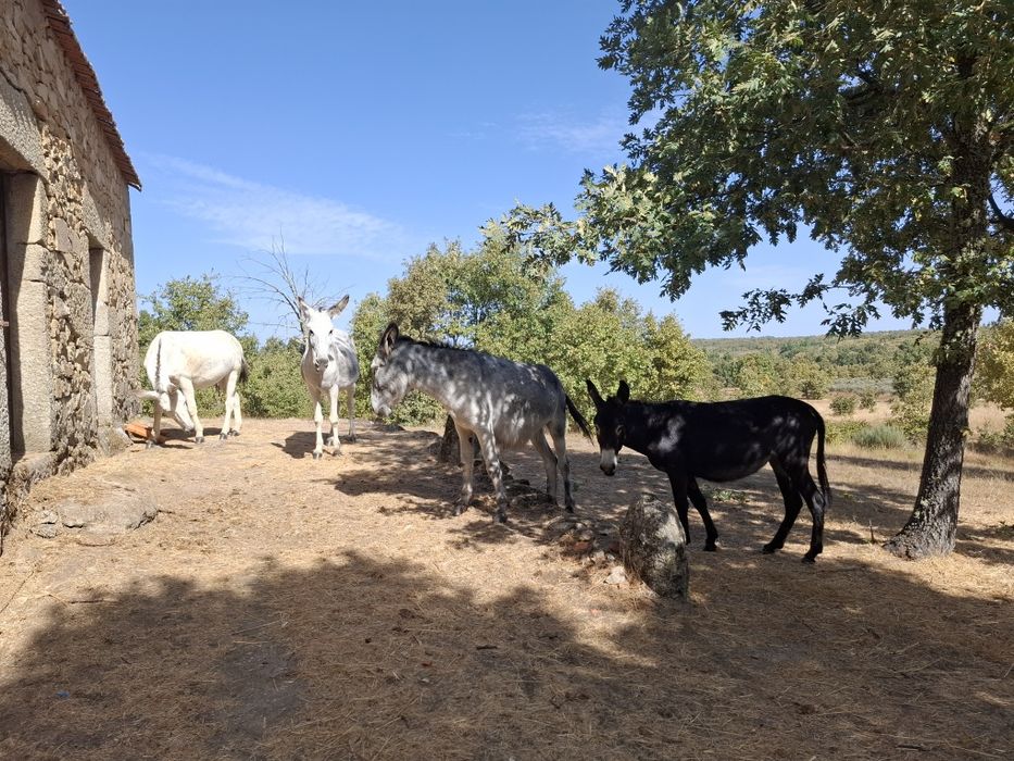Burras que procuram novo dono