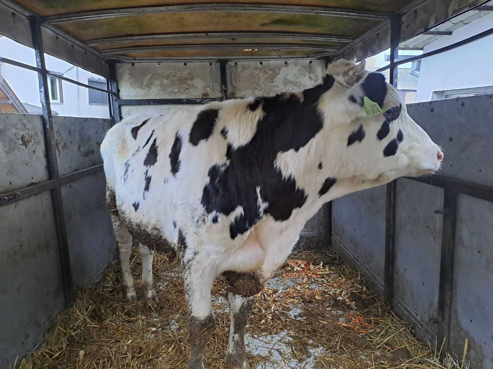 Sprzedam Byka, mieszańca RV