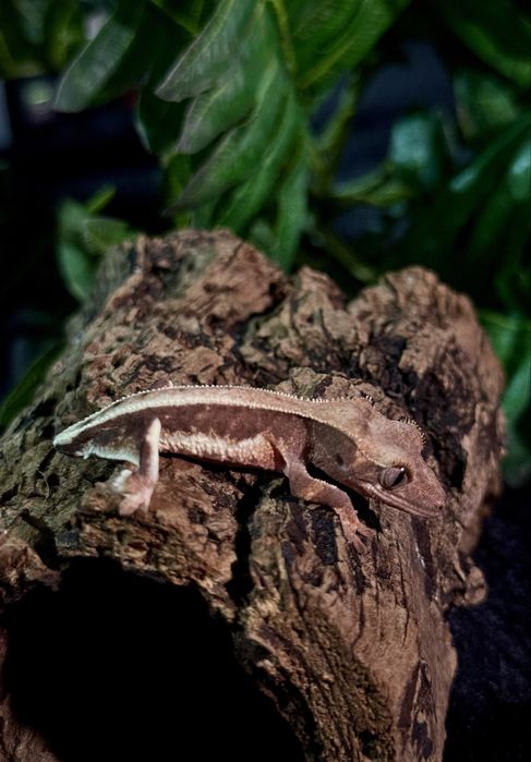 Gekon Orzęsiony po Samcu Lilly White