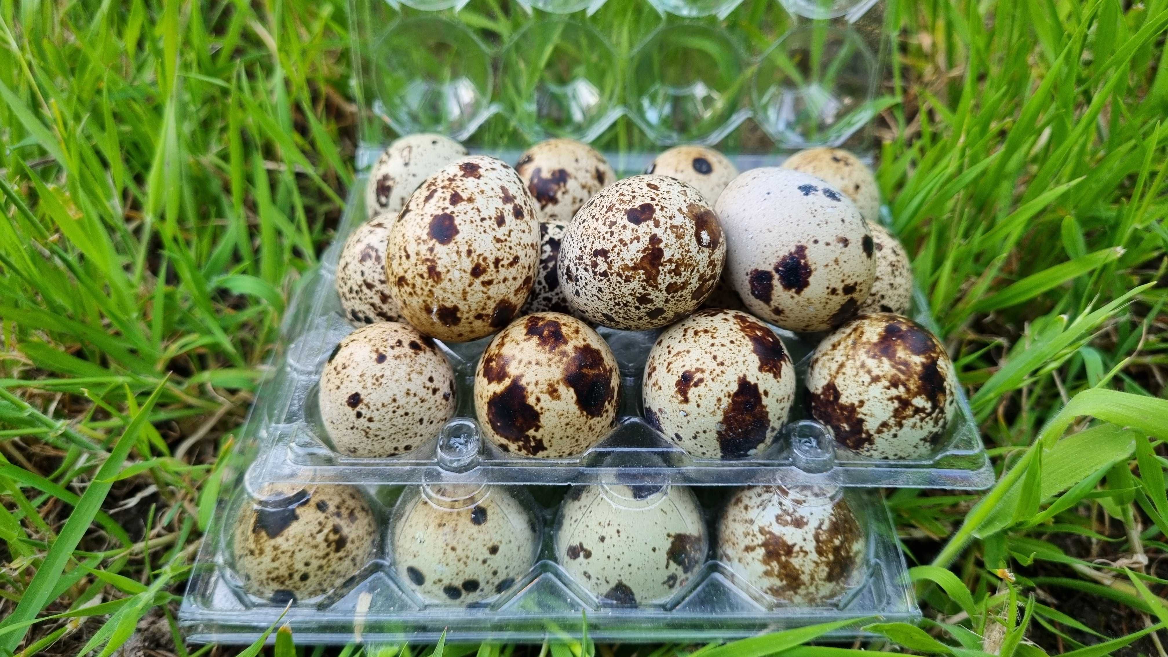 Ovos de Codorniz (dúzia)