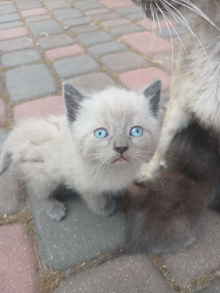 Кошенята в дбайливі руки.