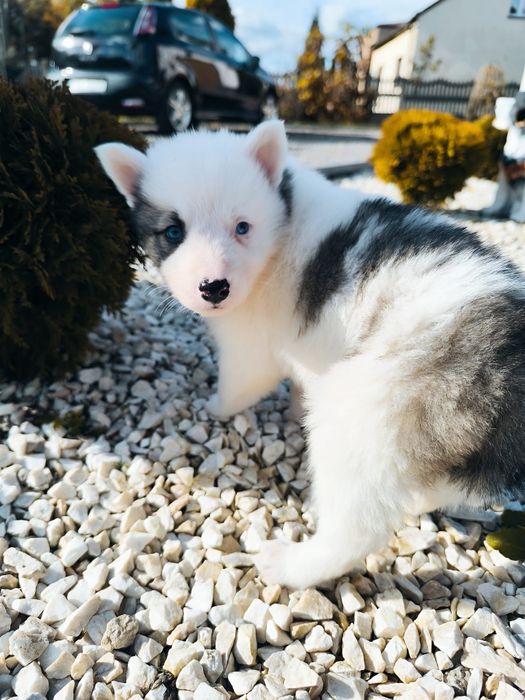 Suczka Aria Łajka jakucka FCI rodzice zdrowi przebadani 1 miot naszej