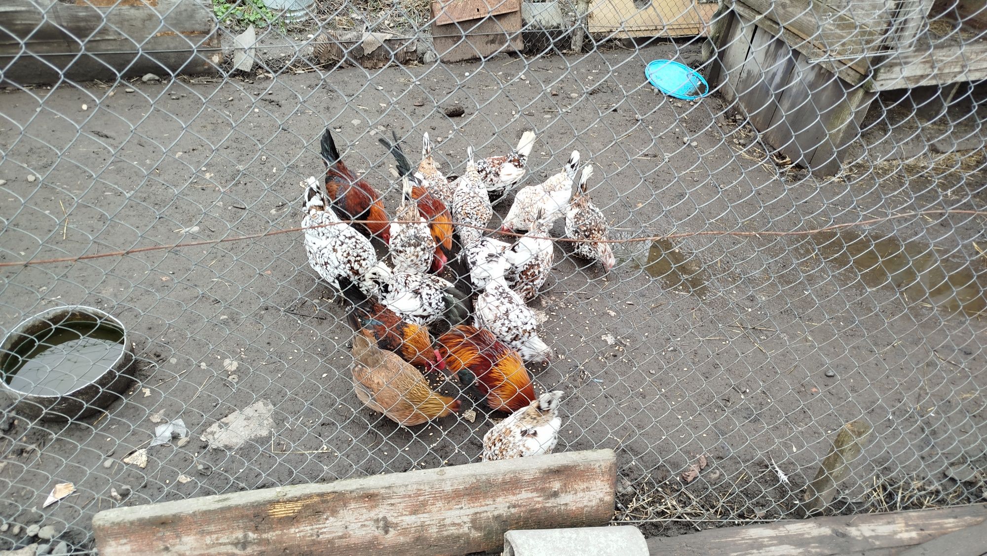 Продам кури американки