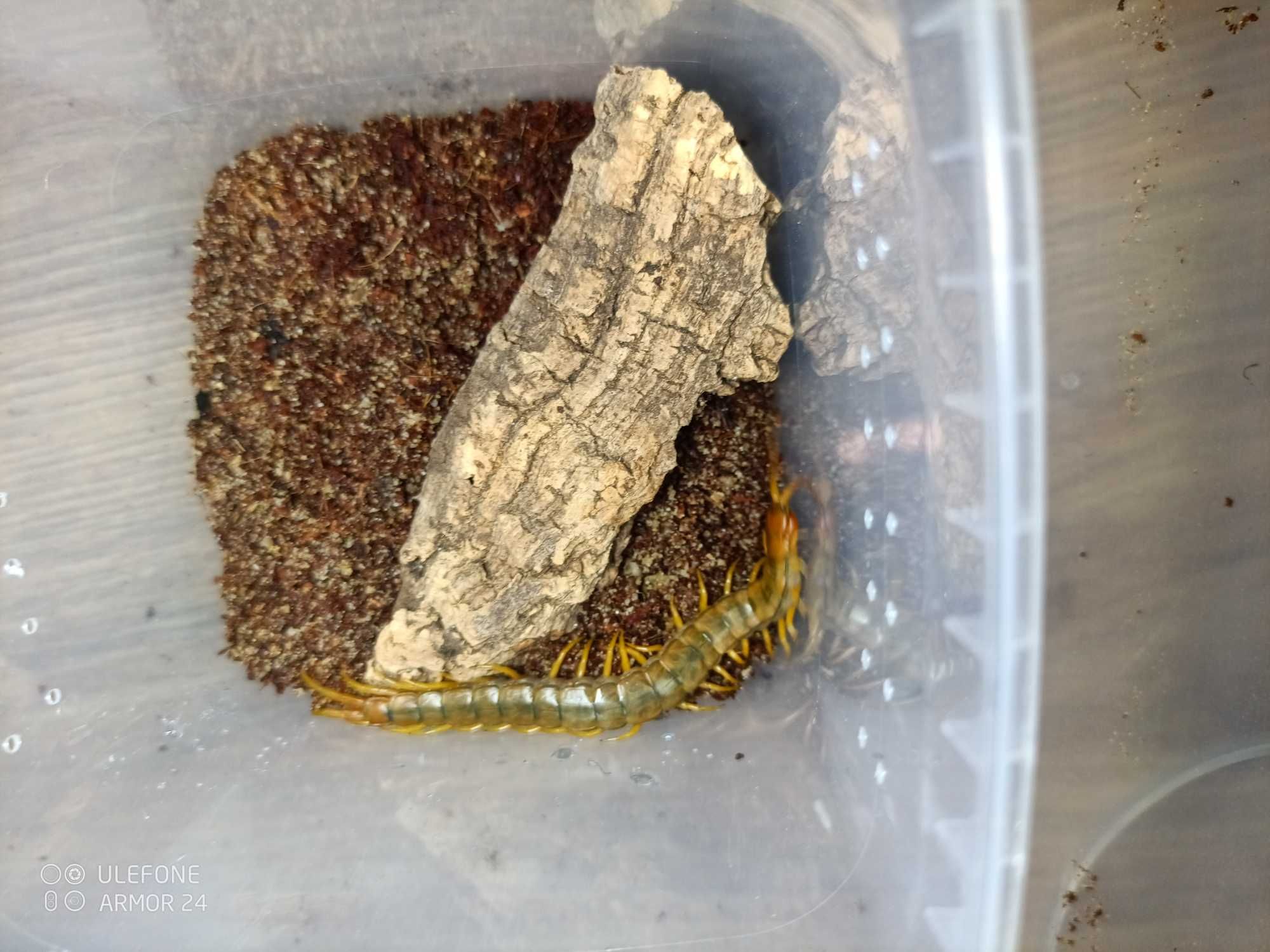 Skolopendra cingulata dla początkujących piękna, wysyłka GRATIS!