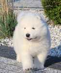 Samoyed szczenie ZKwP FCI samojed