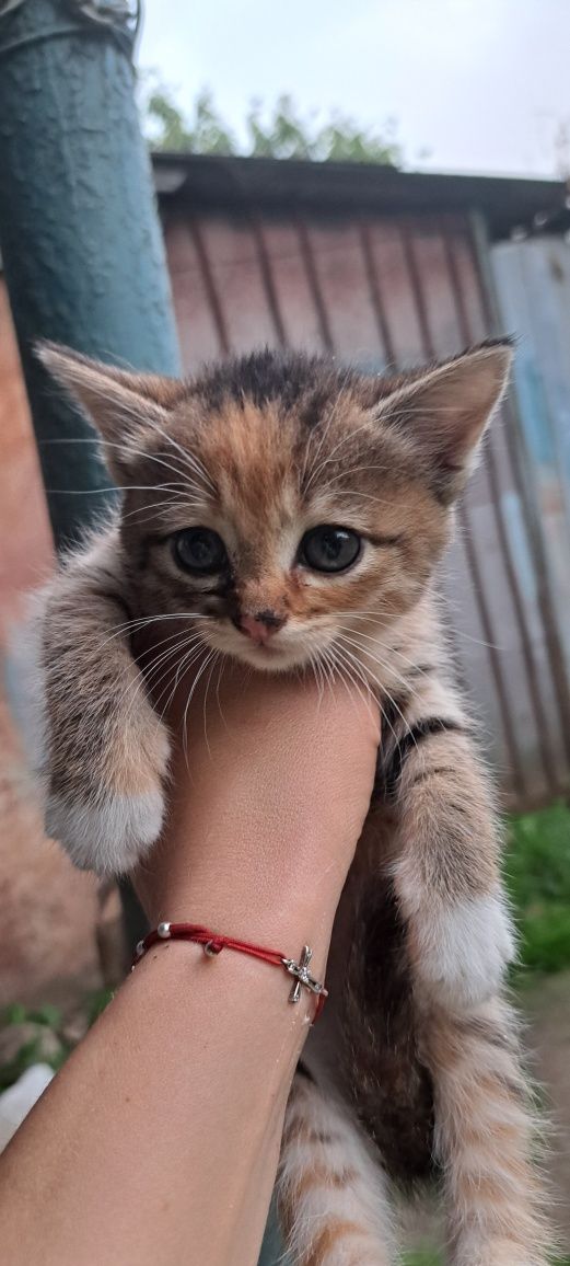 Отдам котят двое