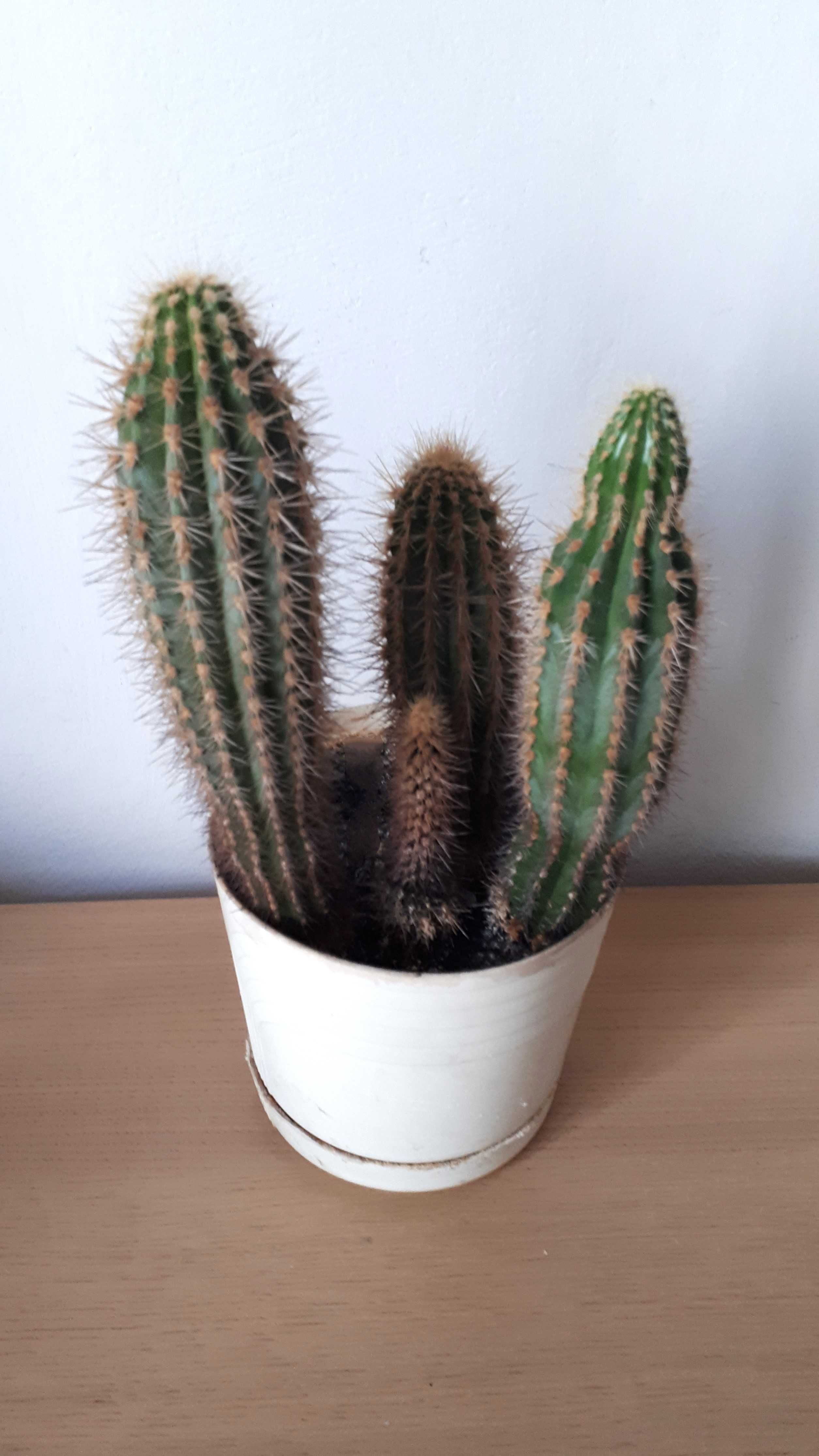 kaktus kwiat domowy poczwórny roślina doniczkowa