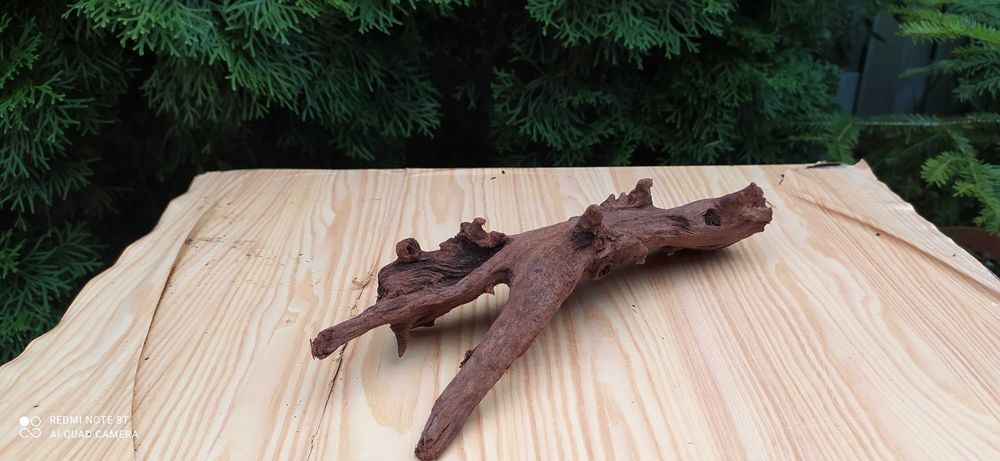 Korzeń mangrowca-25 cm