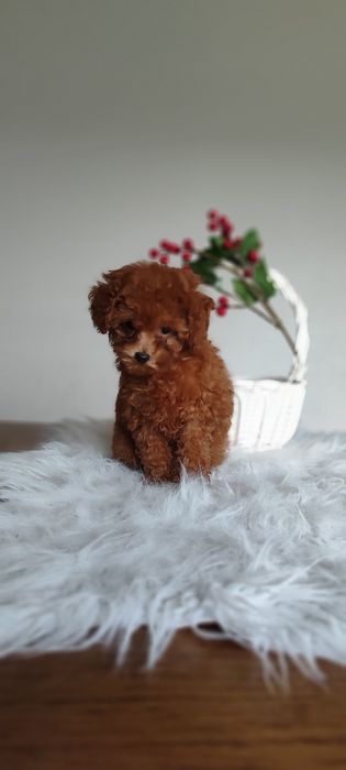 Pudel Toy Gotowa do odbioru Red Brown Płowy Suczka